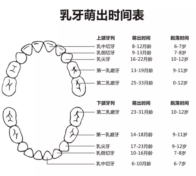 尚佳專業(yè)月嫂丨何時長牙才算正常？